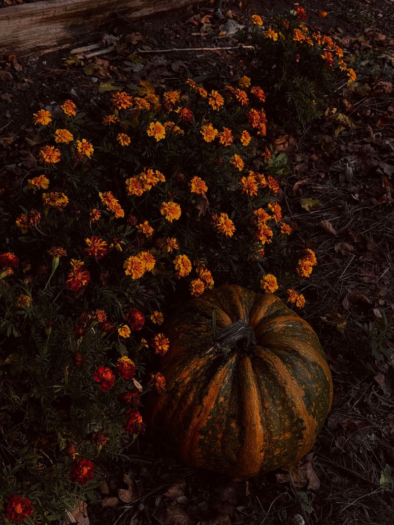 Copper Canyon Daisy Matches Perfectly