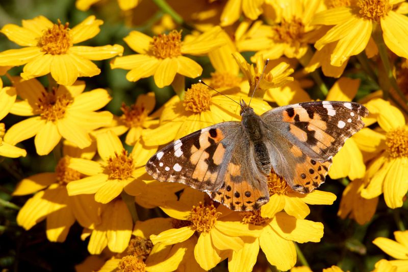 Copper Canyon Daisy