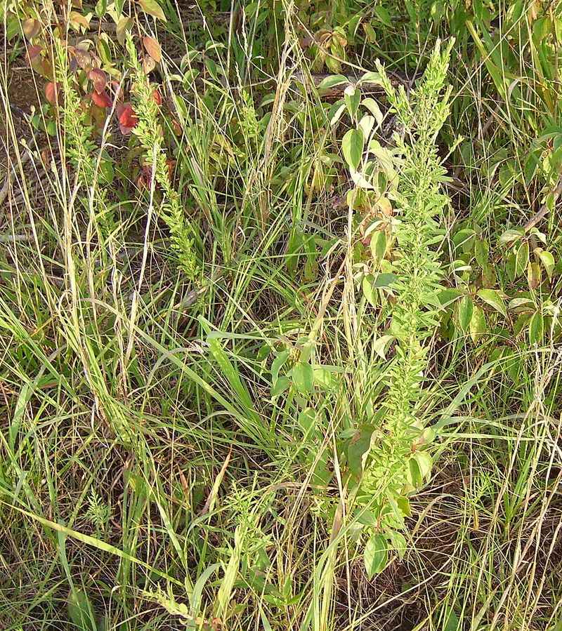 Copper Stems Signal Fall Seed Season