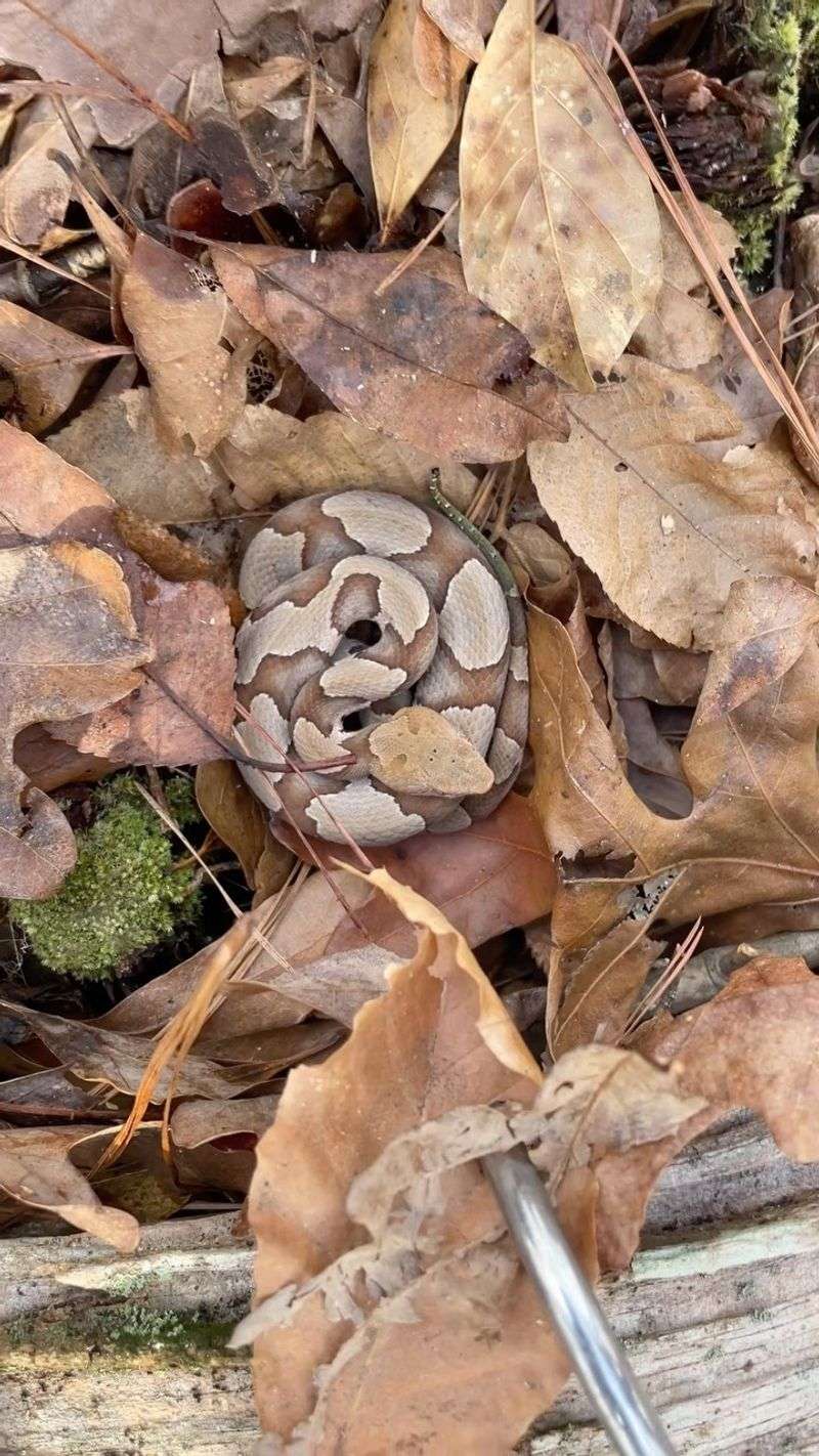 Copperhead Bands Hide Well Among Fallen Autumn Leaves Copperhead Bands Hide Well Among Fallen Autumn Leaves