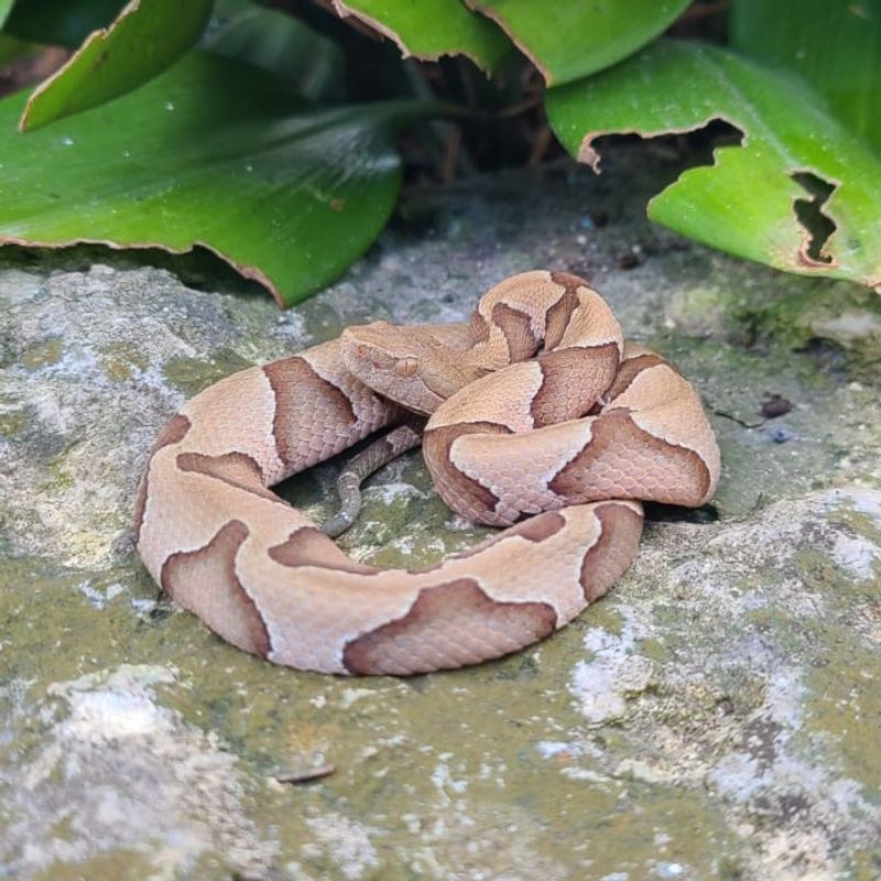 Copperhead