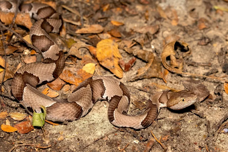 Copperheads Along Rocky Southern Indiana Hillsides