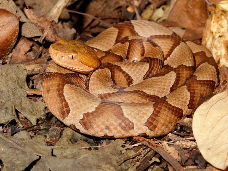 Copperheads Bask On Sunny Leaf Piles Copperheads Bask On Sunny Leaf Piles