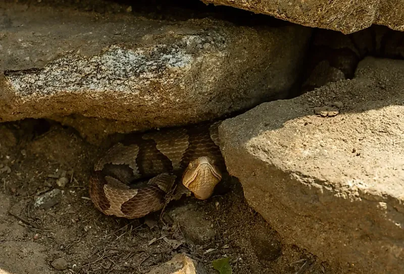 Copperheads Basking On Warm Rocks And Stone Walls
