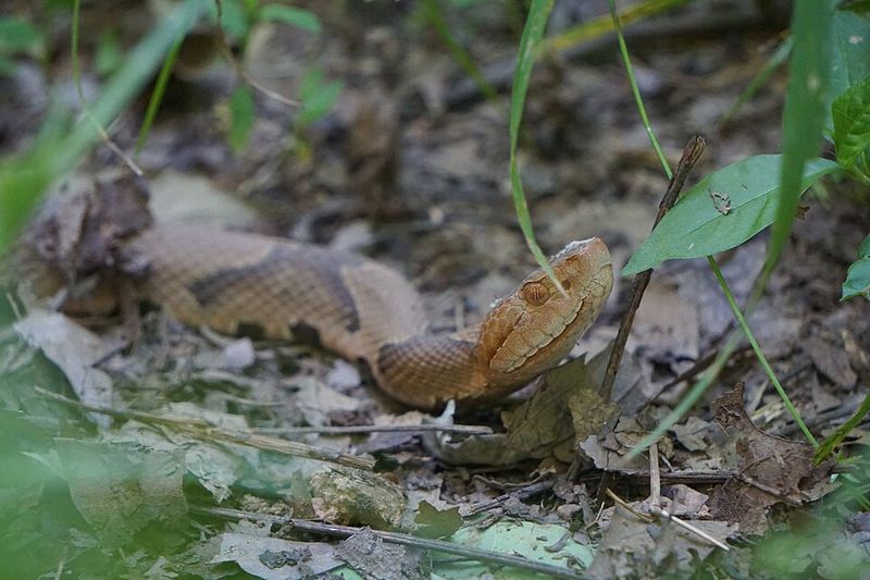 Copperheads In The Leaf Litter Copperheads In The Leaf Litter
