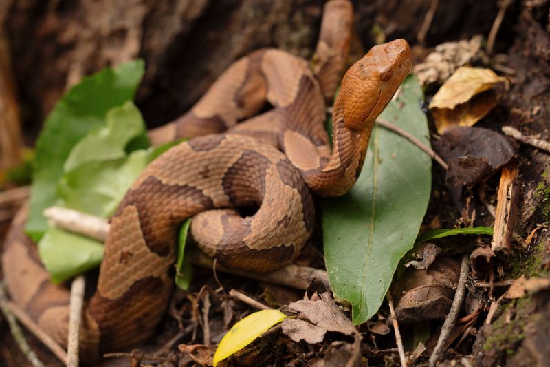 Copperheads, The State's Most Common Venomous Snake