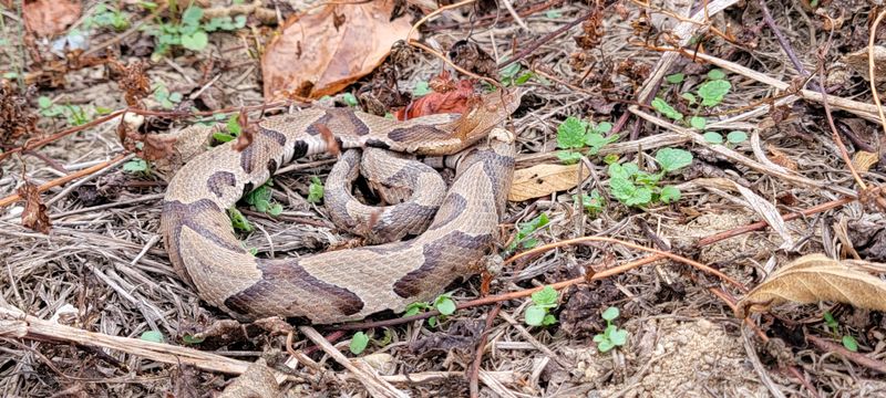Copperheads Tucked Into Leaf Piles And Mulch