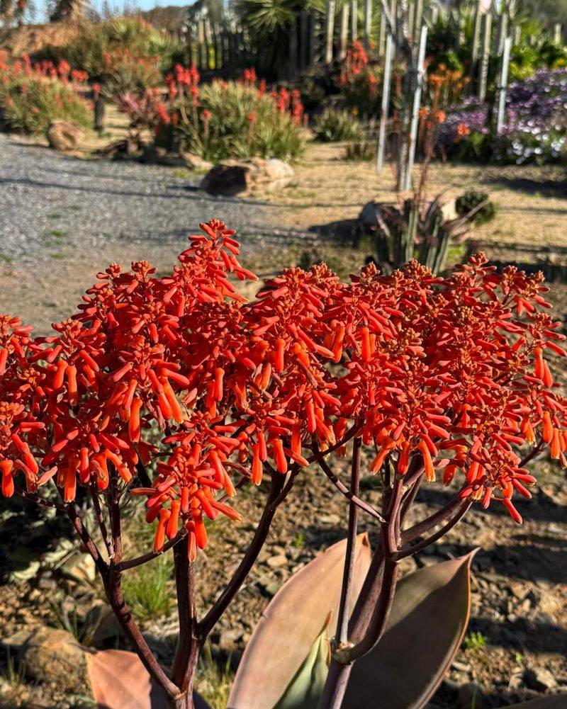 Coral Aloe