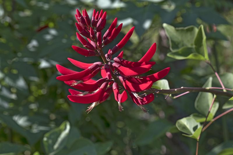 Coral Bean For Bold Red Flower Spikes
