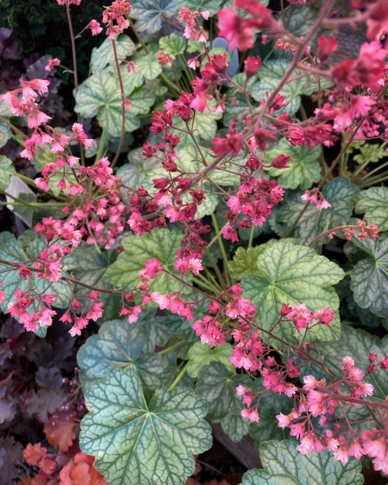 Coral Bells Coral Bells