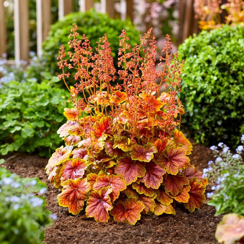 Coral Bells