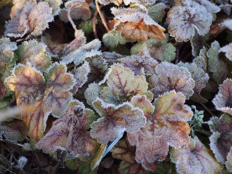 Coral Bells, Holding Foliage Through Winter Coral Bells, Holding Foliage Through Winter
