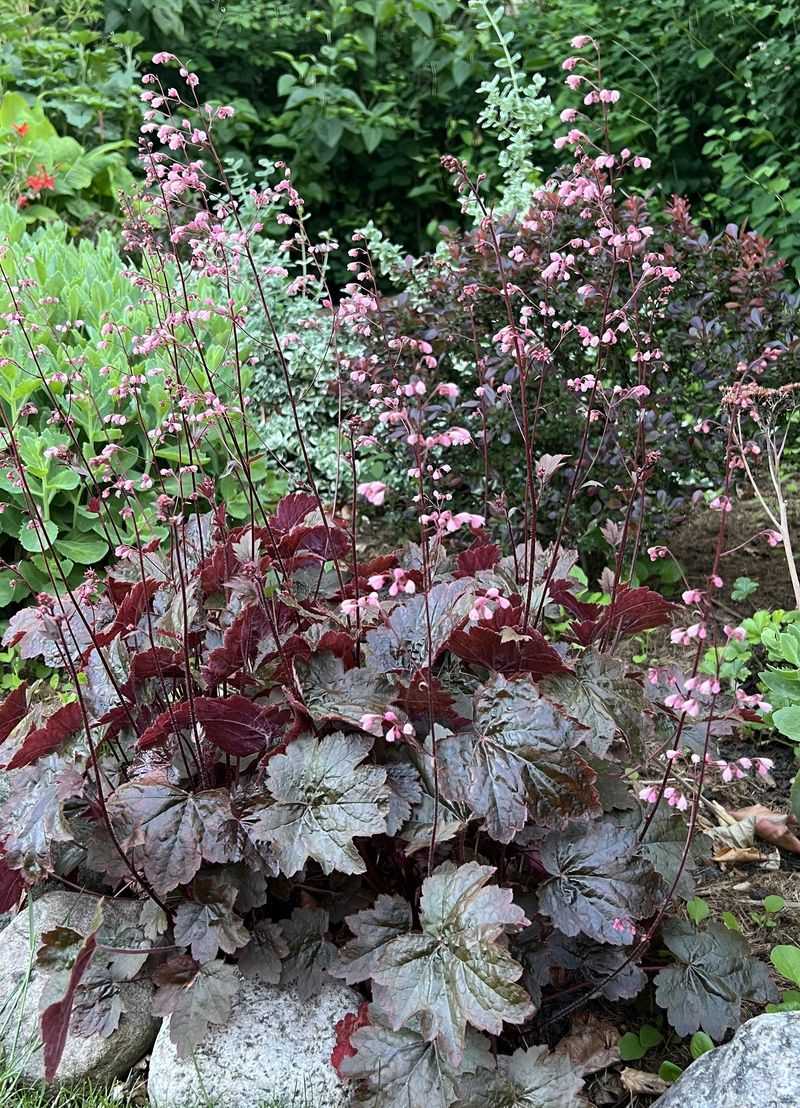 Coral Bells, Holding Foliage Through Winter