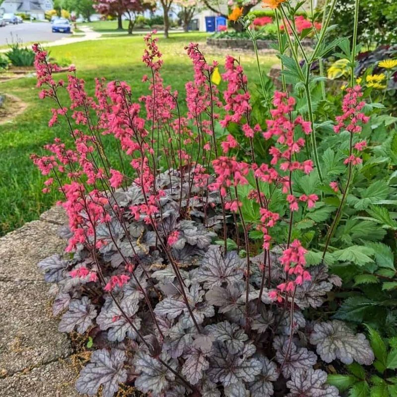 Coral Bells 