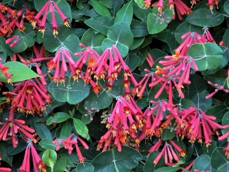 Coral Honeysuckle Feeds Hummingbirds Without The Tangle