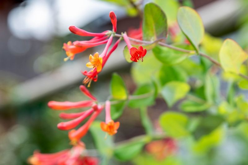 Coral Honeysuckle Coral Honeysuckle