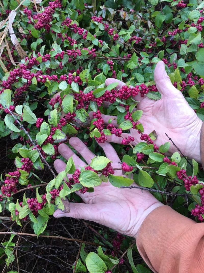 Coralberry Coralberry