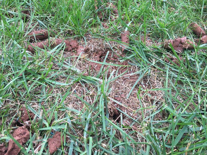 Core Aerate To Loosen The Soil