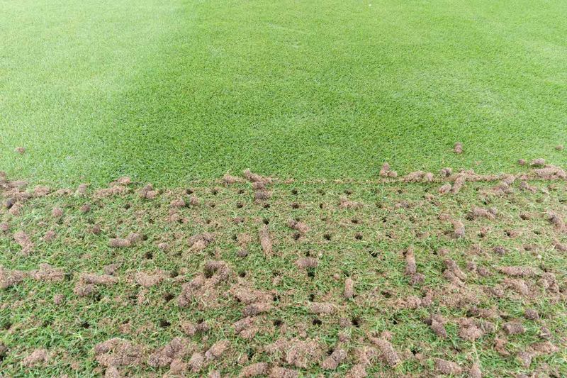 Core Aeration Loosens The Ground