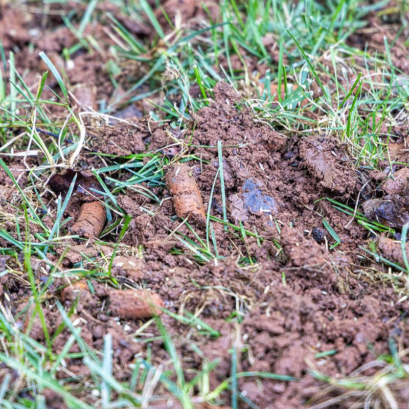 Core Aeration Works Better When Soil Is Slightly Damp