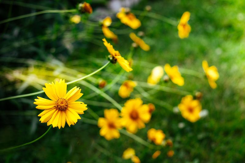 Coreopsis Flashes Sunny Little Daisies Coreopsis Flashes Sunny Little Daisies