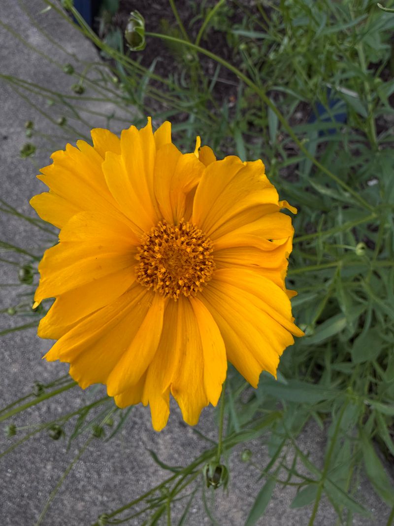 Coreopsis For Sunny Summer Blooms Coreopsis For Sunny Summer Blooms