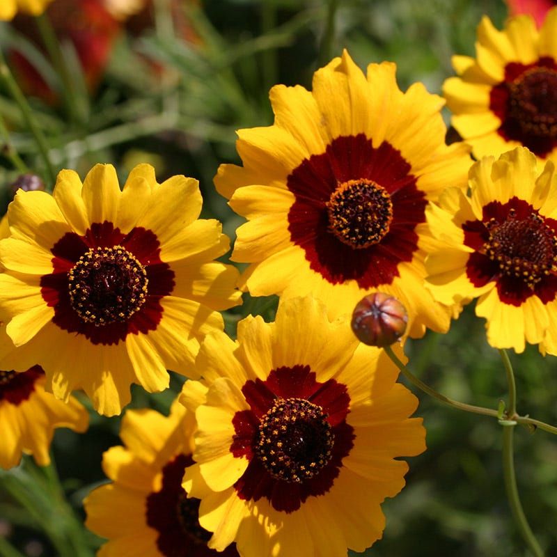 Coreopsis