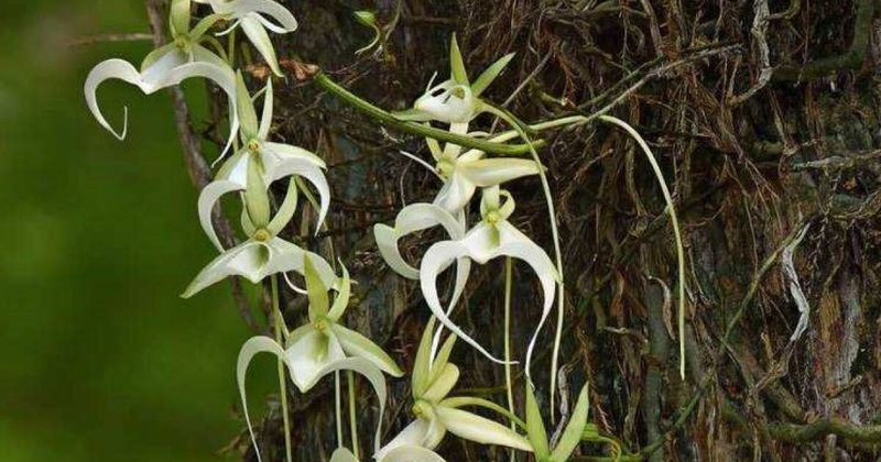 Corkscrew Swamp’s Super Ghost Orchid Draws Crowds Every Summer