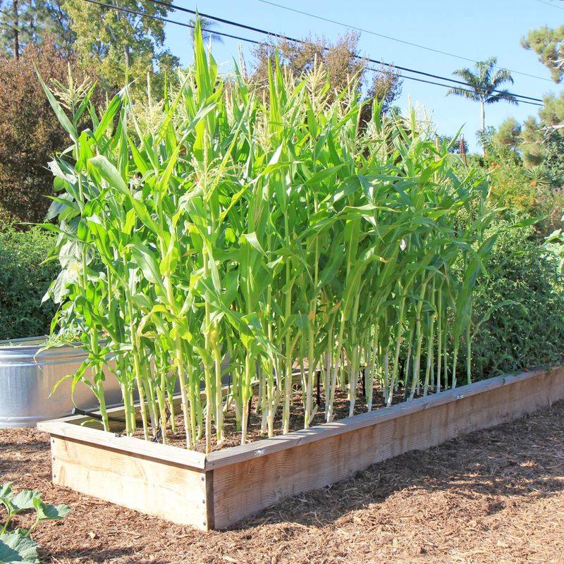 Corn Hogs Space And Needs A Block