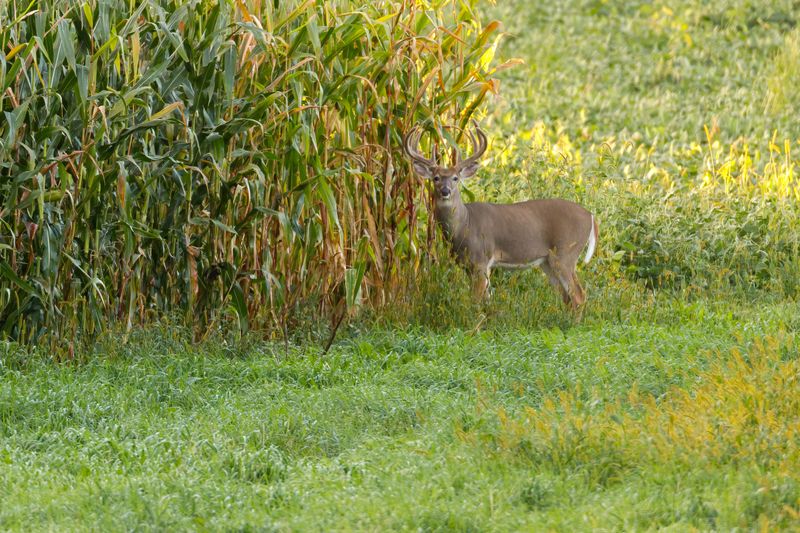 Corn Is Tempting But Tricky
