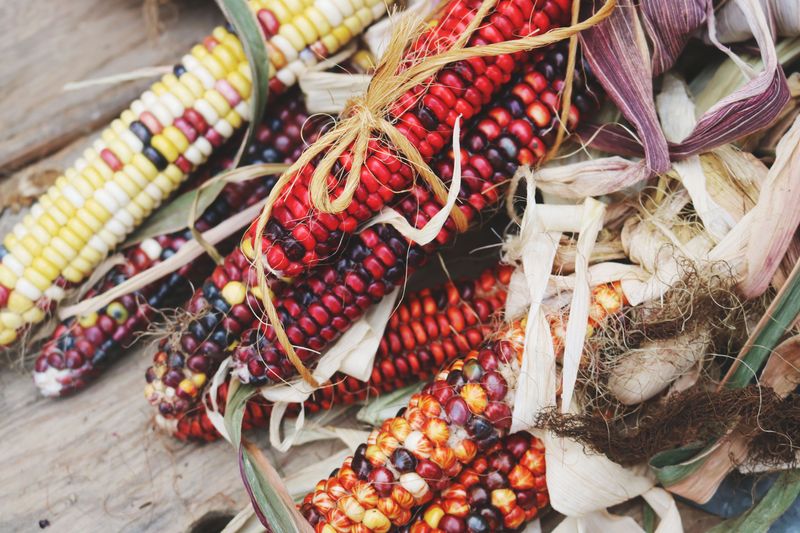 Corn Varieties Differ Too Much To Read The Weather