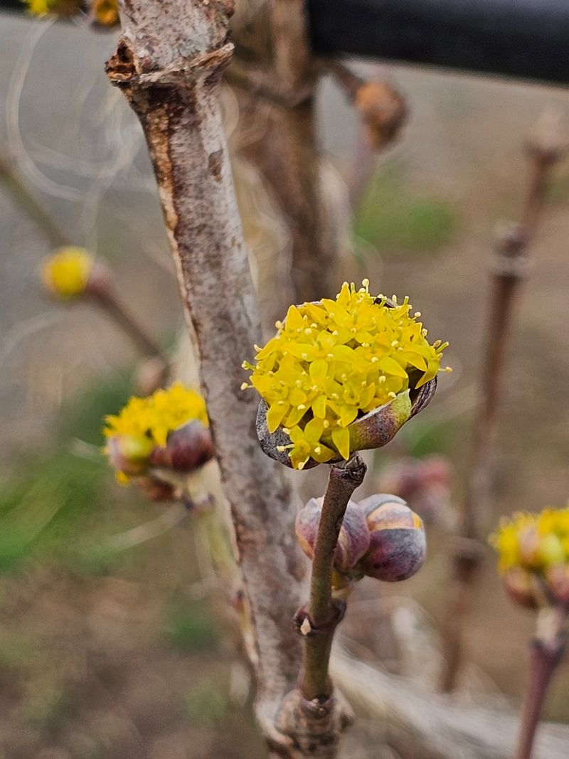 Cornelian Cherry Dogwood Offers Flowers And Fruit Cornelian Cherry Dogwood Offers Flowers And Fruit