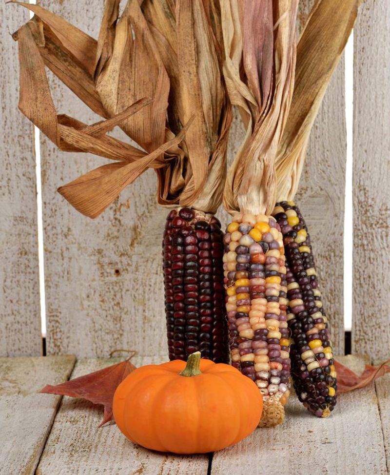 Cornstalks Often Hold Leftover Kernels Cornstalks Often Hold Leftover Kernels