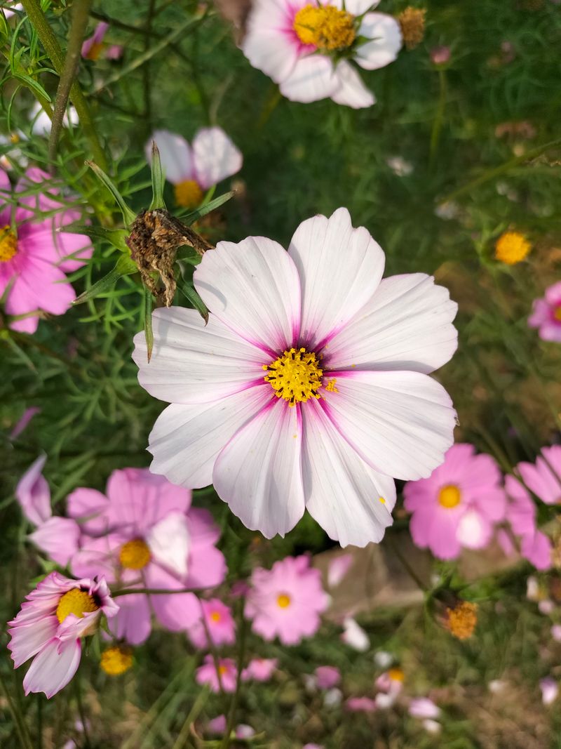 Cosmos For Airy Blooms That Sway In The Breeze Cosmos For Airy Blooms That Sway In The Breeze