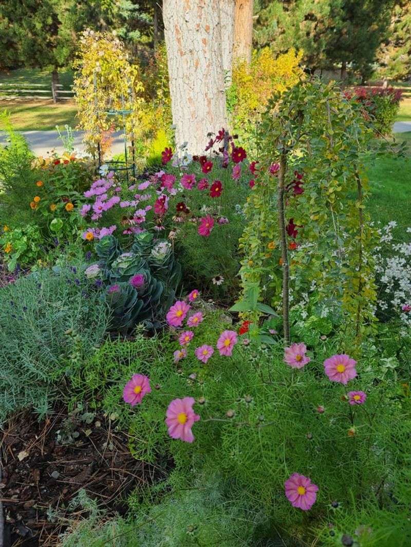 Cosmos Keep Blooming On Mild Fall Days Cosmos Keep Blooming On Mild Fall Days