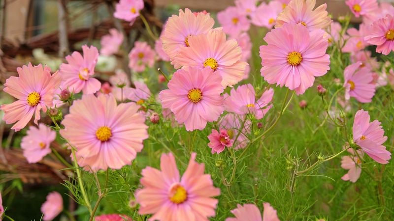 Cosmos Thrives In Sandy, Low-Fertility Soil