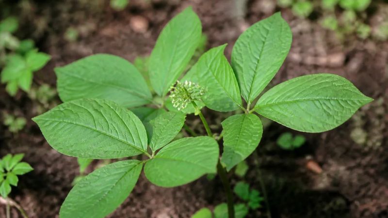 Costly Mistake Of Digging Young Plants