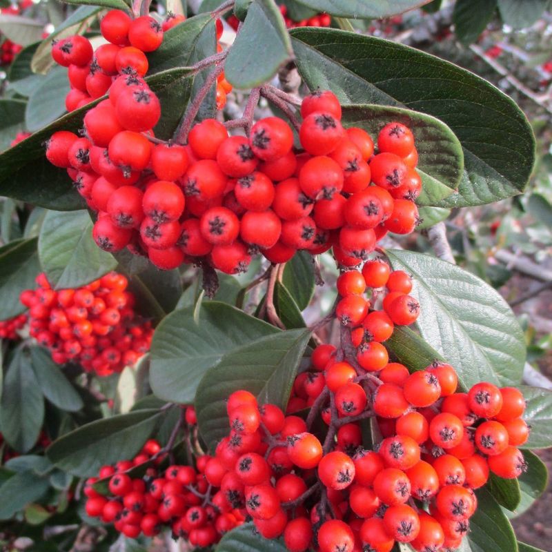 Cotoneaster Berries Fool Many Hikers