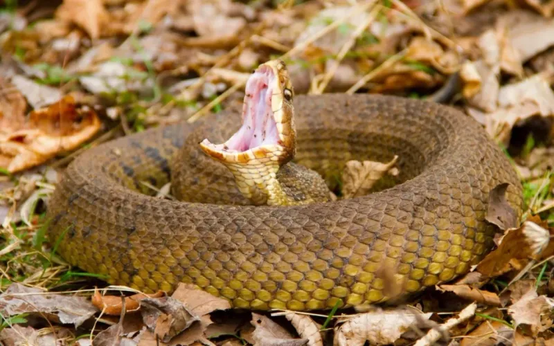 Cottonmouth, The Venomous Snake Of Florida’s Waters Cottonmouth, The Venomous Snake Of Florida’s Waters
