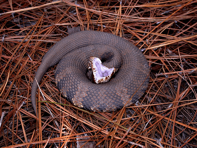 Cottonmouth