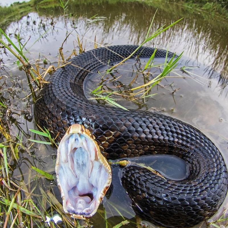 Cottonmouths In Southeastern Wetlands