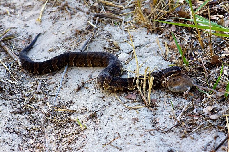 Cottonmouths Lounge Along Ponds And Creek Banks Cottonmouths Lounge Along Ponds And Creek Banks