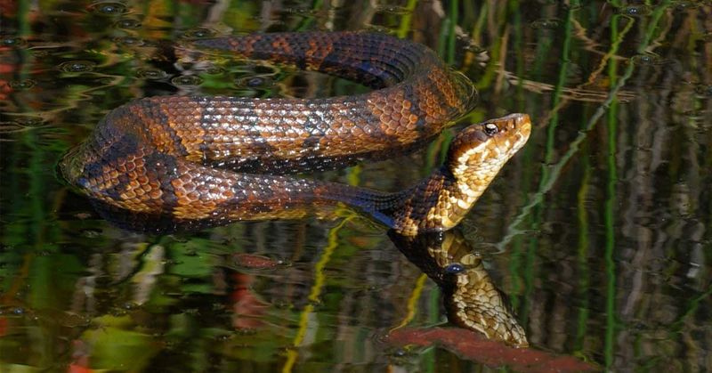 Cottonmouths Near Southeastern Wetlands