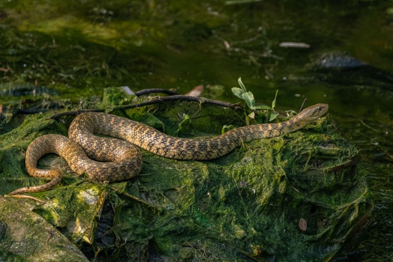 Cottonmouths Near The Garden Pond