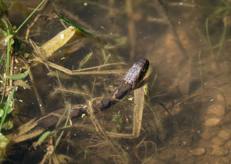 Cottonmouths Near The Pond Cottonmouths Near The Pond