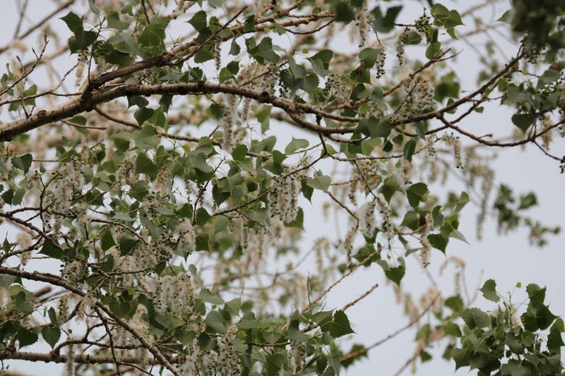 Cottonwood Is Native But Not Yard Friendly Cottonwood Is Native But Not Yard Friendly