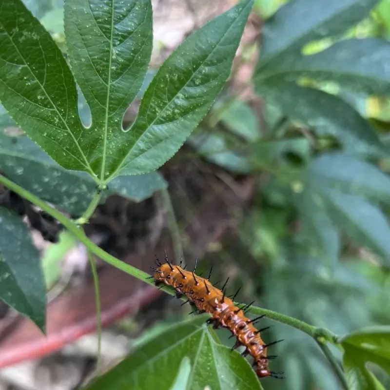 Could Gulf fritillaries use it? Could Gulf fritillaries use it?