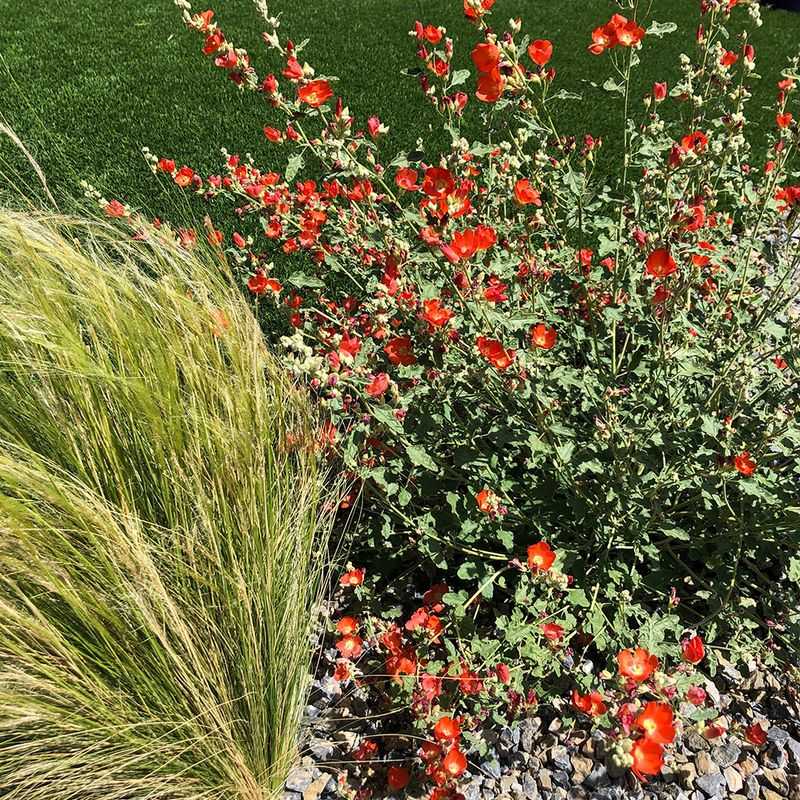 Could it work in an Arizona yard? Could it work in an Arizona yard?