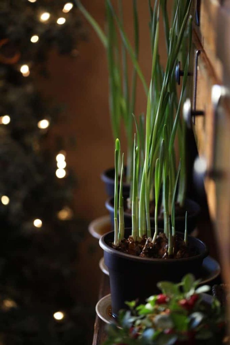 Count Back About Six Weeks From Christmas Morning To Plant Your Paperwhites