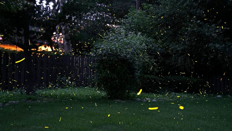 Count Backyard Fireflies And Help Scientists Learn More Count Backyard Fireflies And Help Scientists Learn More